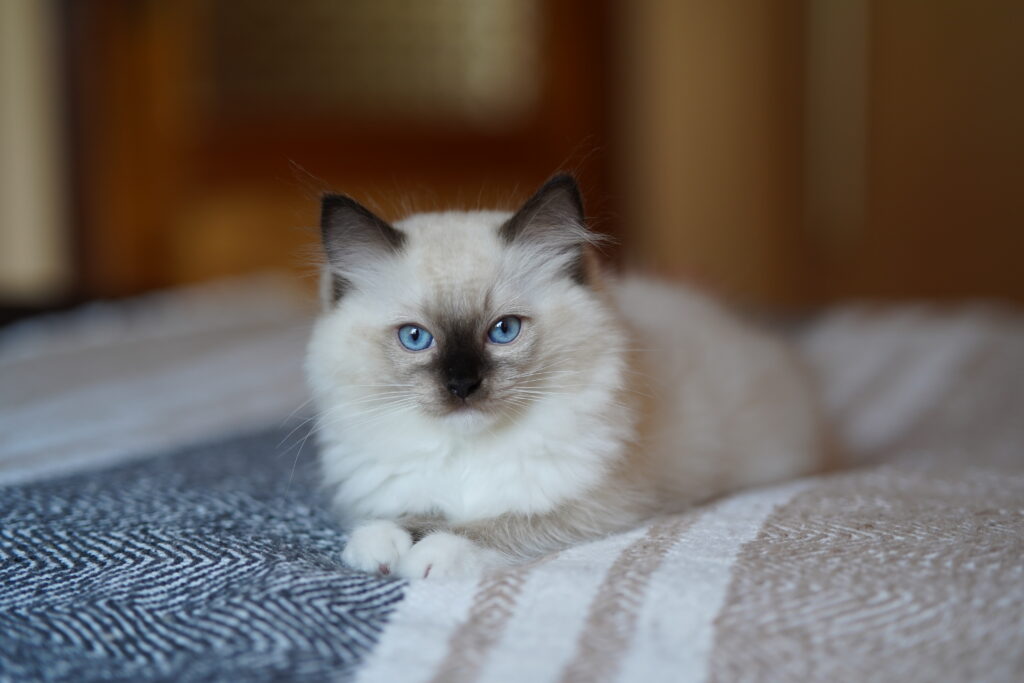 Ragdoll kitten