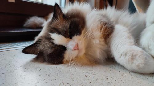 Hodowla kotów rasy ragdoll Krapkowice