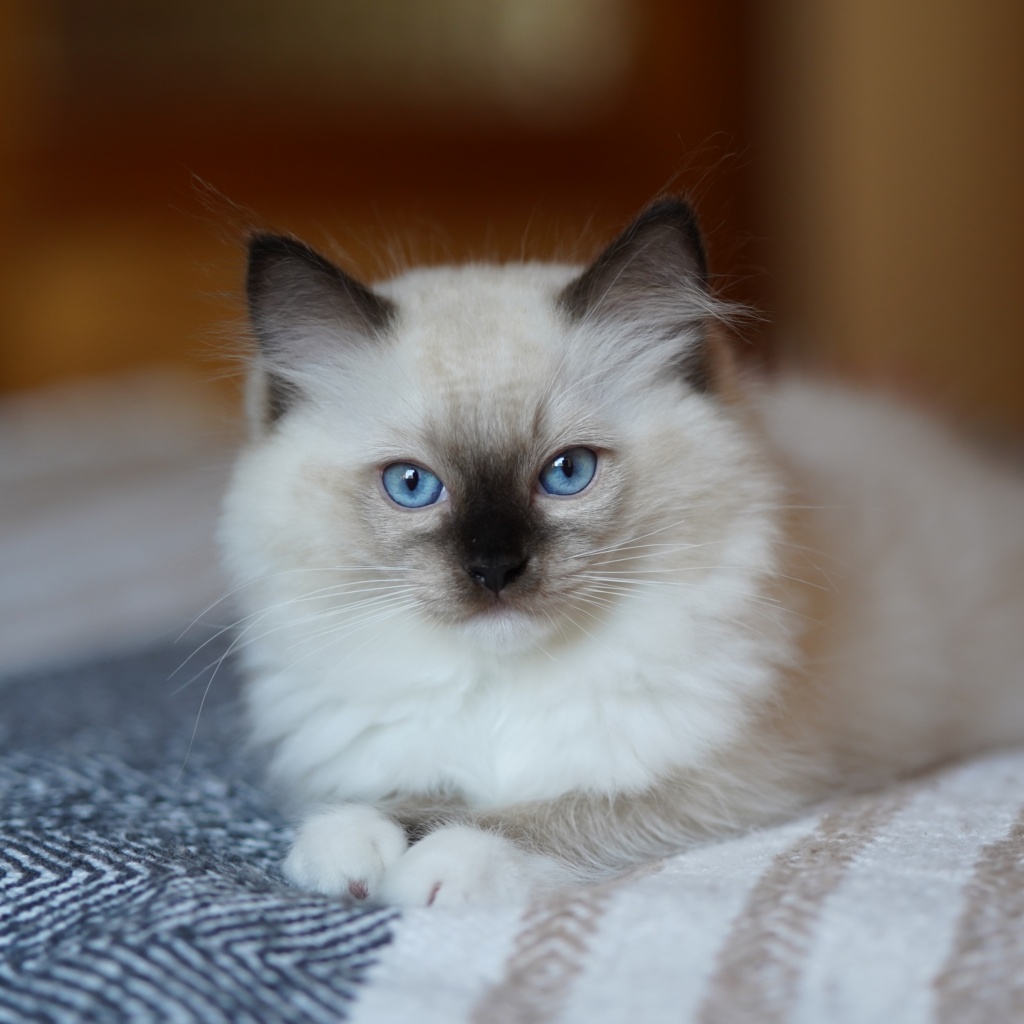 Ragdoll kitten